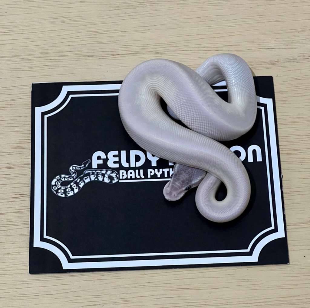 super-mojave-ball-python-2025060110-QESMA1BBT7