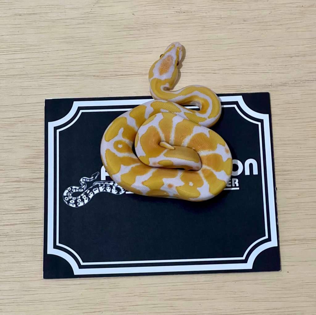 lavender-ball-python-2025050710-OS3DKJBQY7