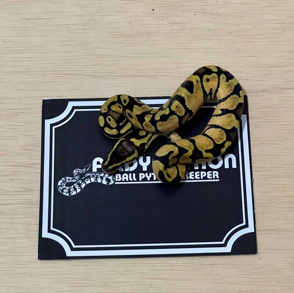 enchi-pastel-ball-python-2025040410-LG7D3OZY6T