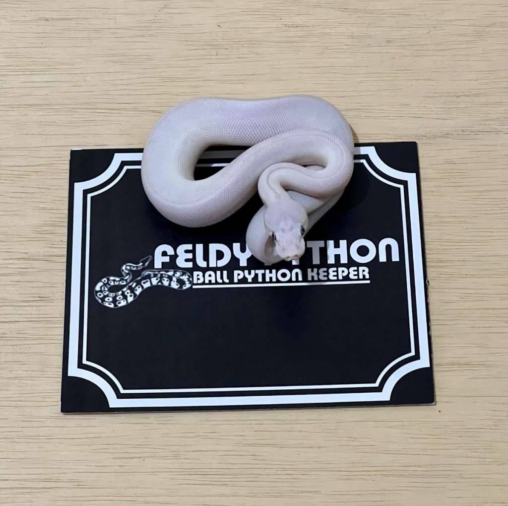 blue-eye-leucistic-ball-python-2025060201-9NTEY4A7I0