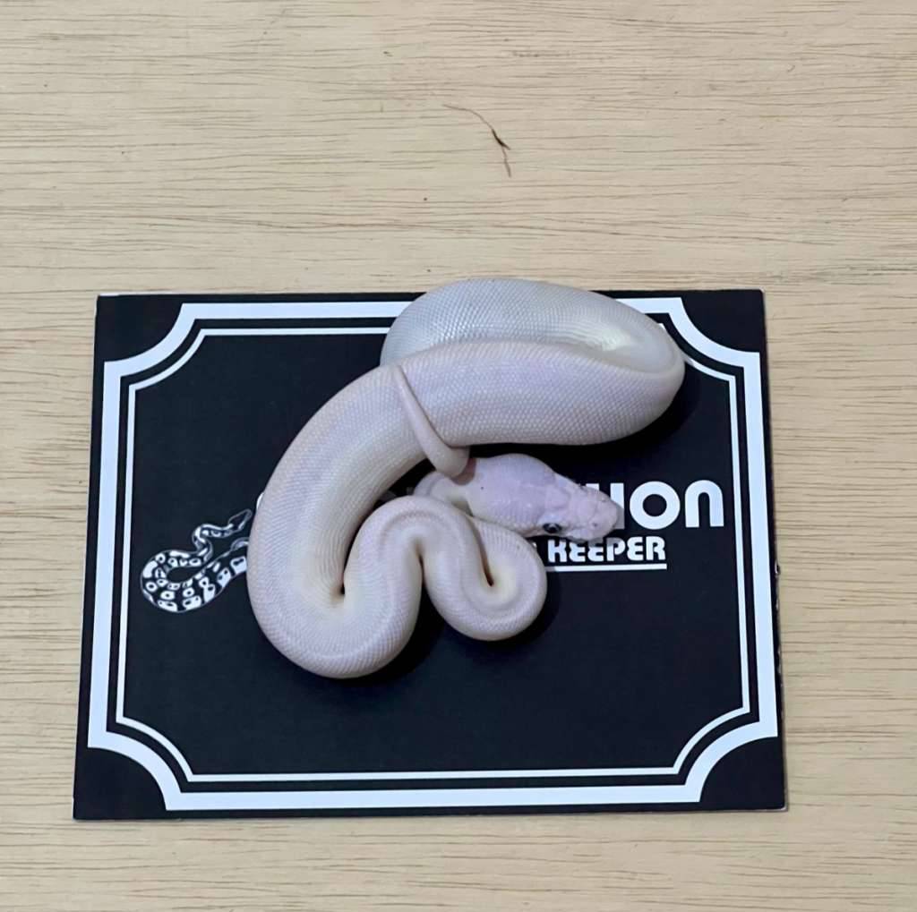 blue-eye-leucistic-ball-python-2025060301-VOHAIBQP04