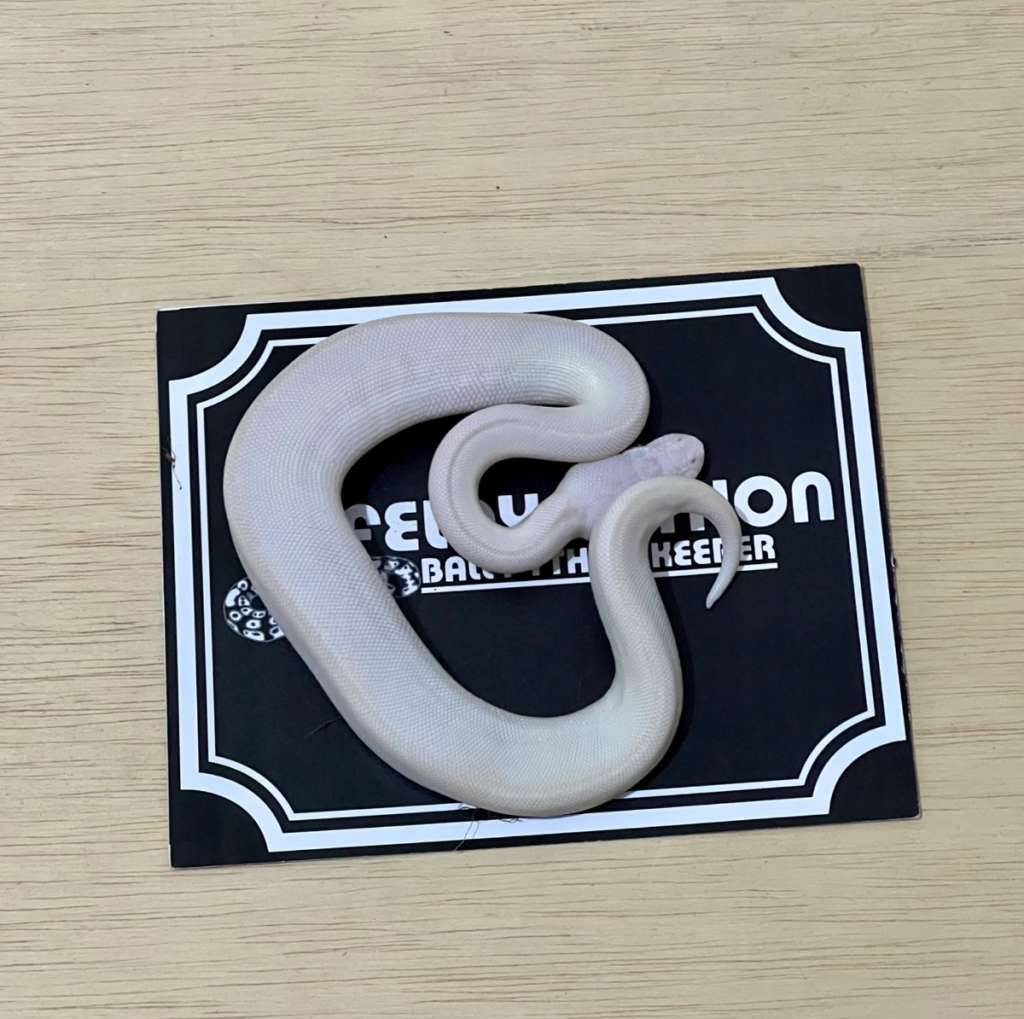 blue-eye-leucistic-ball-python-2025060601-7RV2VH093D
