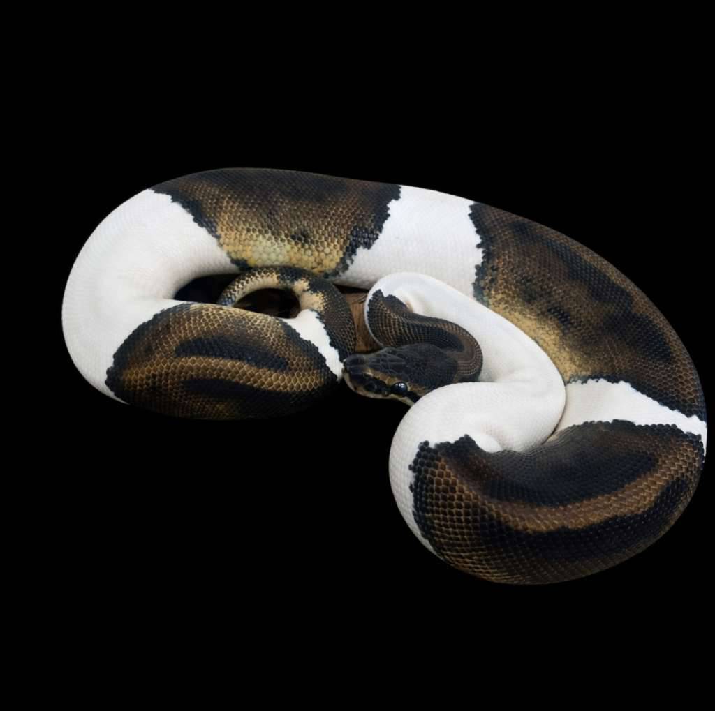 pied-het-albino-female-BR948GIYR4