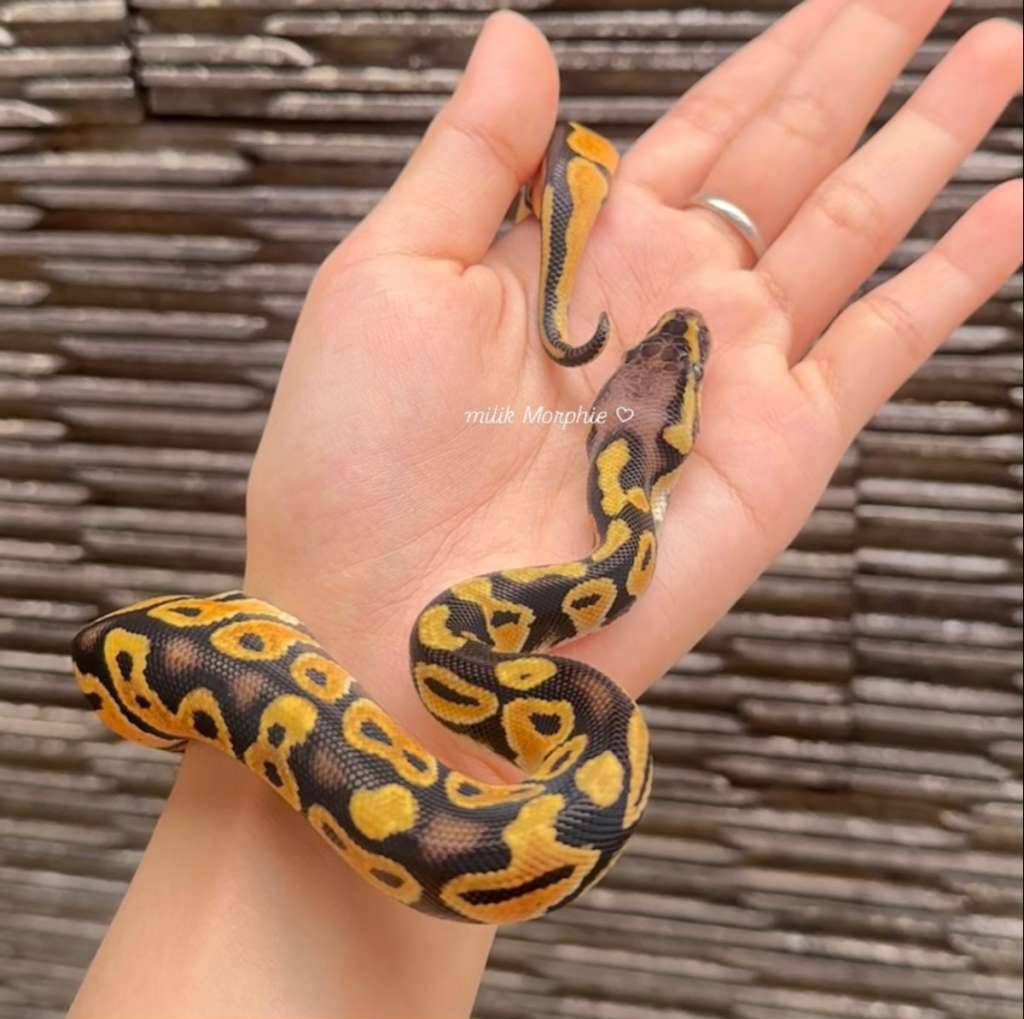 orange-dream-pastel-F6LXDHZ2B8