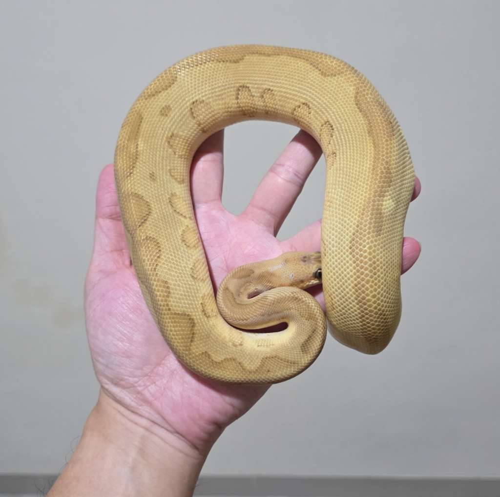 butter-leopard-clown-male-7JMSZQNJRG