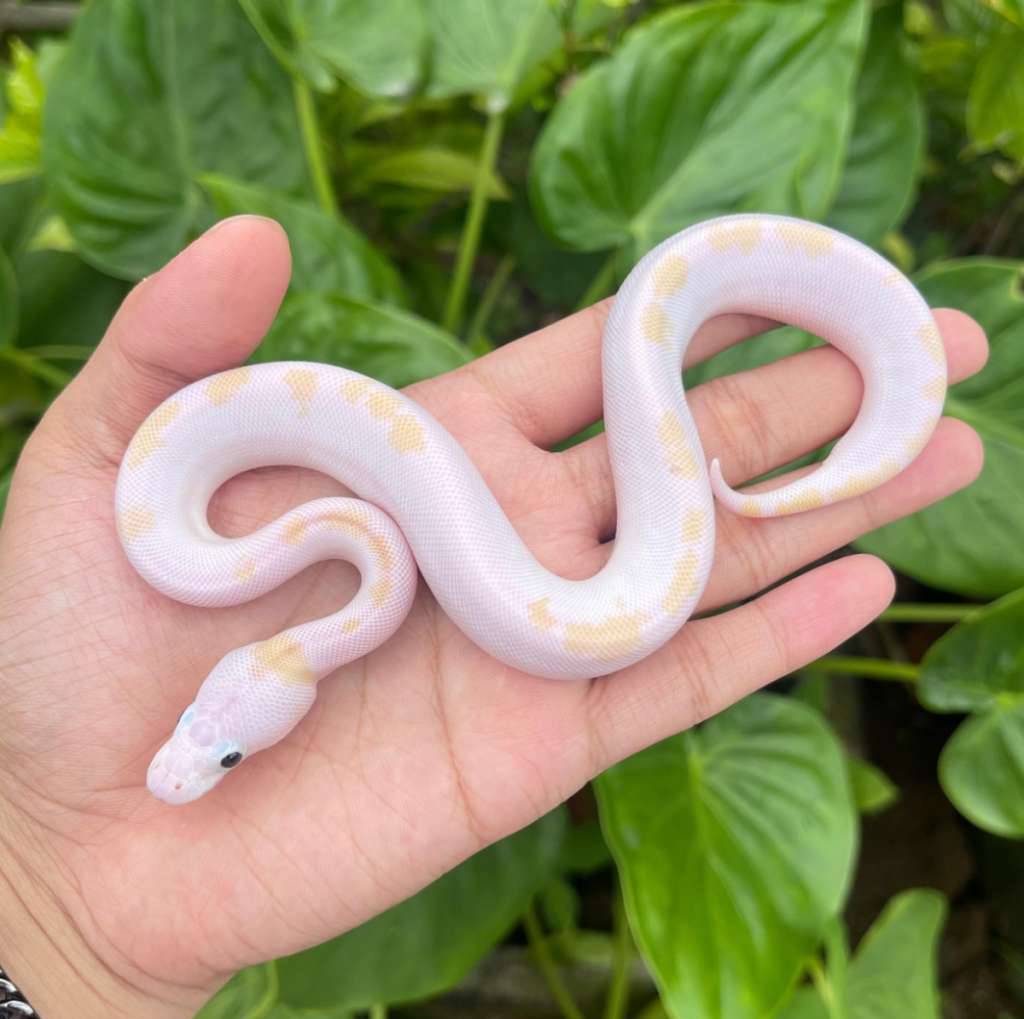 super-fire-JZL6L4LV9A