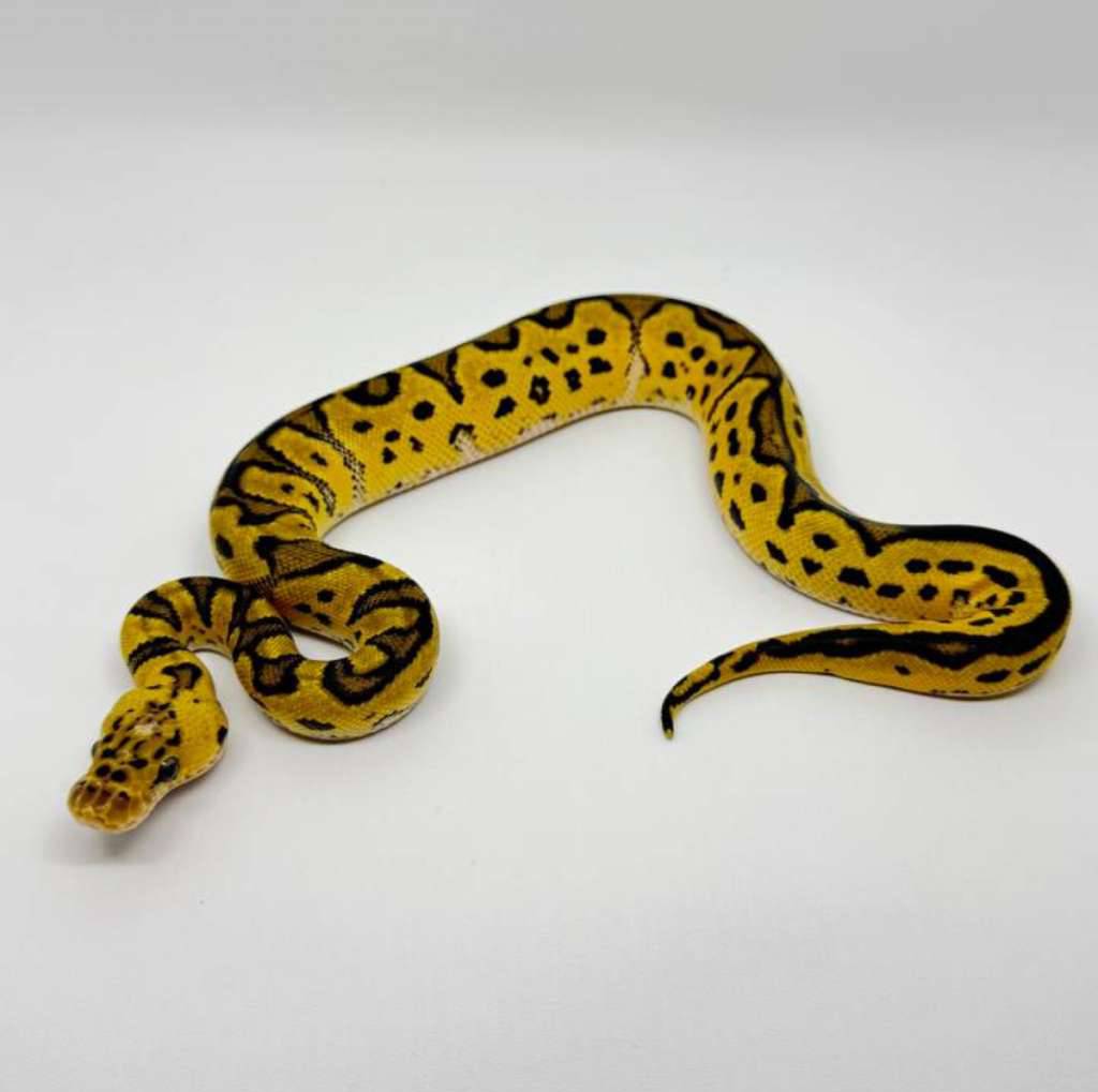 pastel-clown-male-DMHA0IBLAH