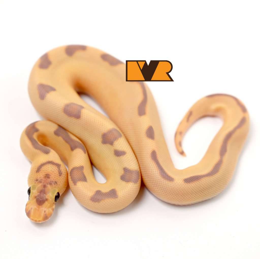 f-banana-enchi-blade-clown-25c0405-HBR70S31BY