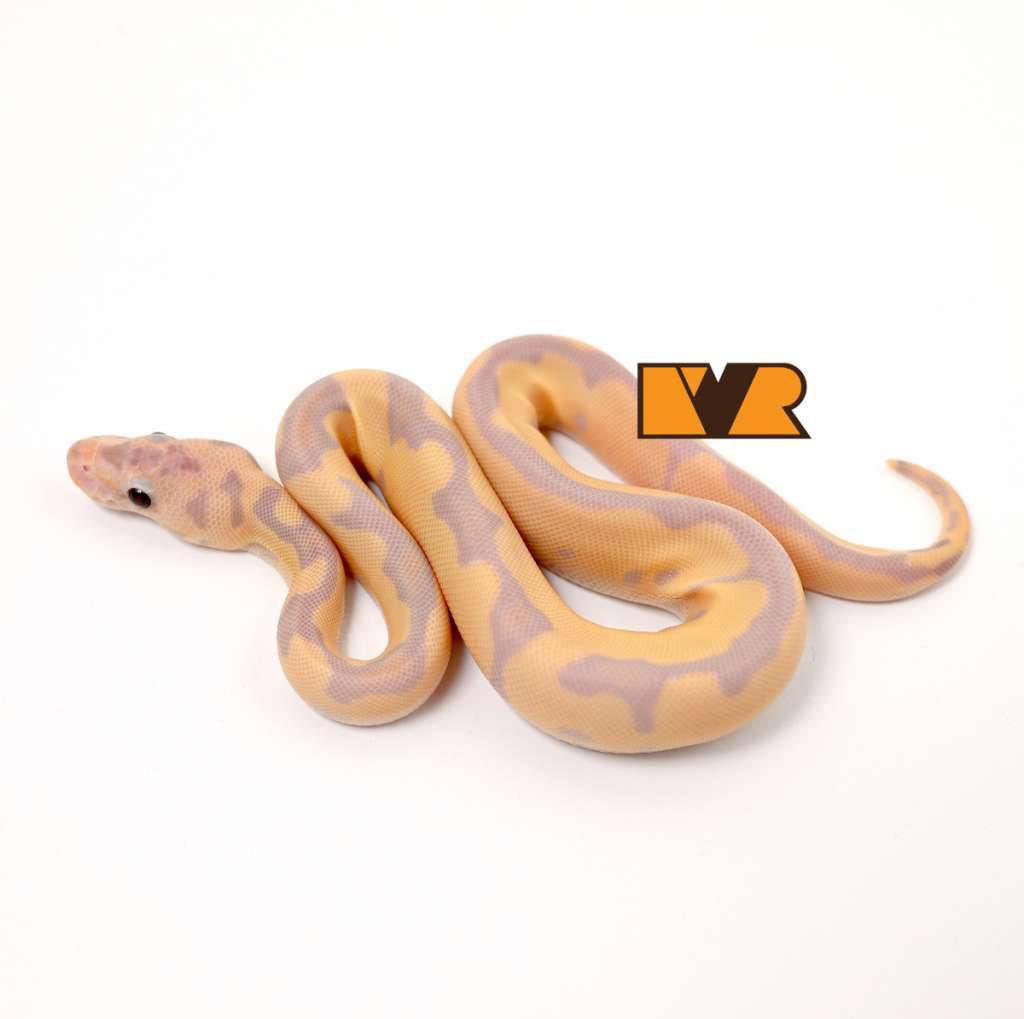 f-super-banana-enchi-clown-25c0408-SQOUIW5VS7