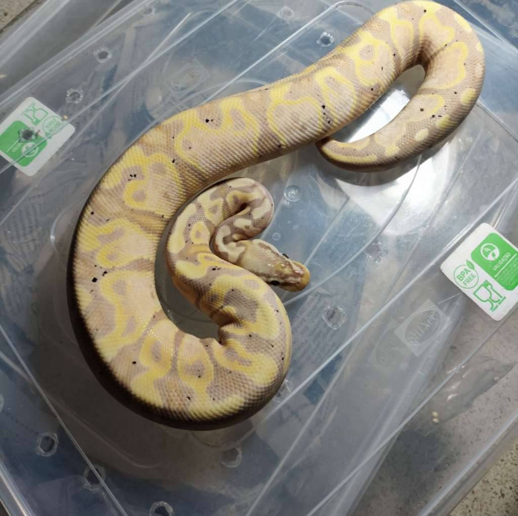 banana-pastel-het-clown-female-maker-0VY1IX5GXU