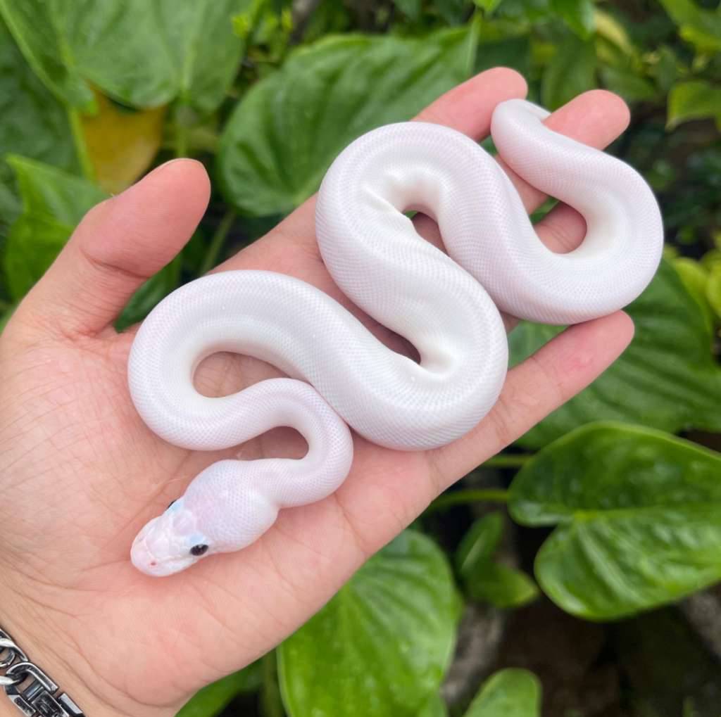 spider-pied-white-wedding-het-lavender-100-FRQ81C1DRS