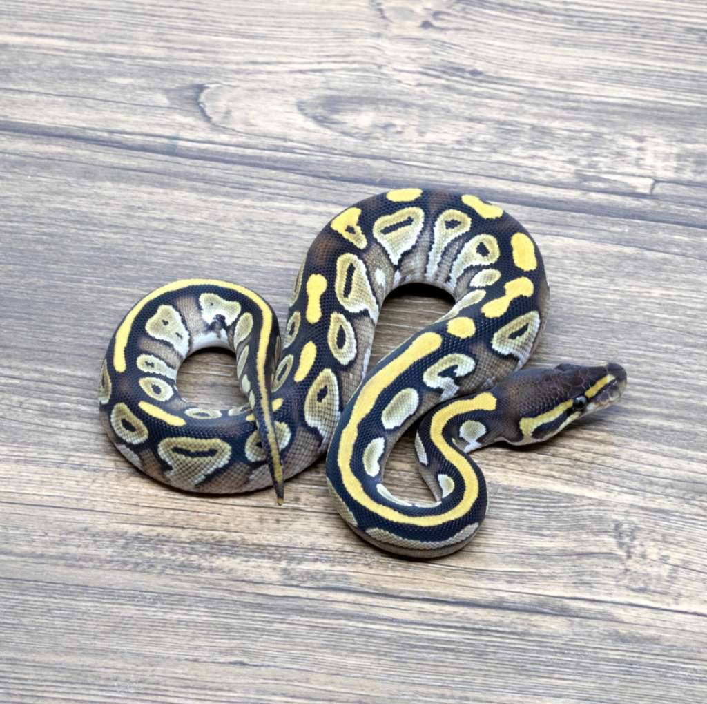 mojave-orange-dream-het-pied-het-hypo-E0IBQ36SVC