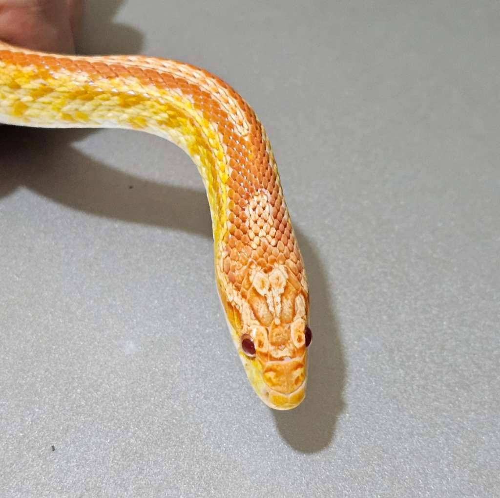 proven-cs-amel-tessera--LAIGF27H1L