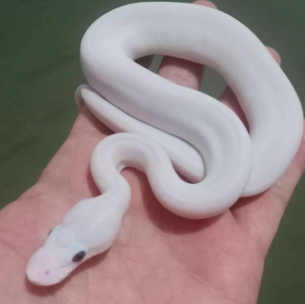 bp-lucyblue-eyed-leucistic-8GSHSJ24JZ