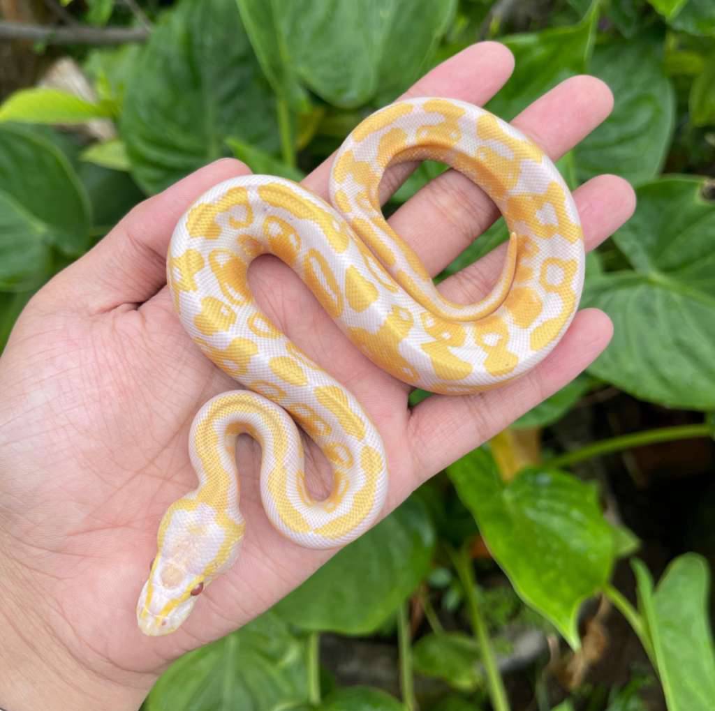 lavender-firefly-LSRBWC260Z