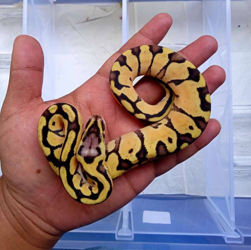 pastel-yellow-belly-het-hypo-100-ZWN42EL22N