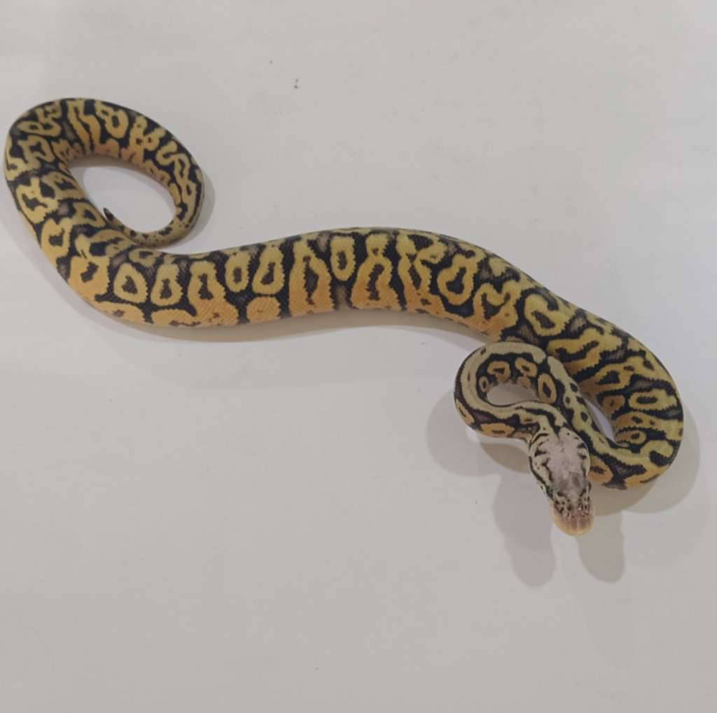m-leopard-pastel-spotnose-het-clown-YLNGMNN5B1