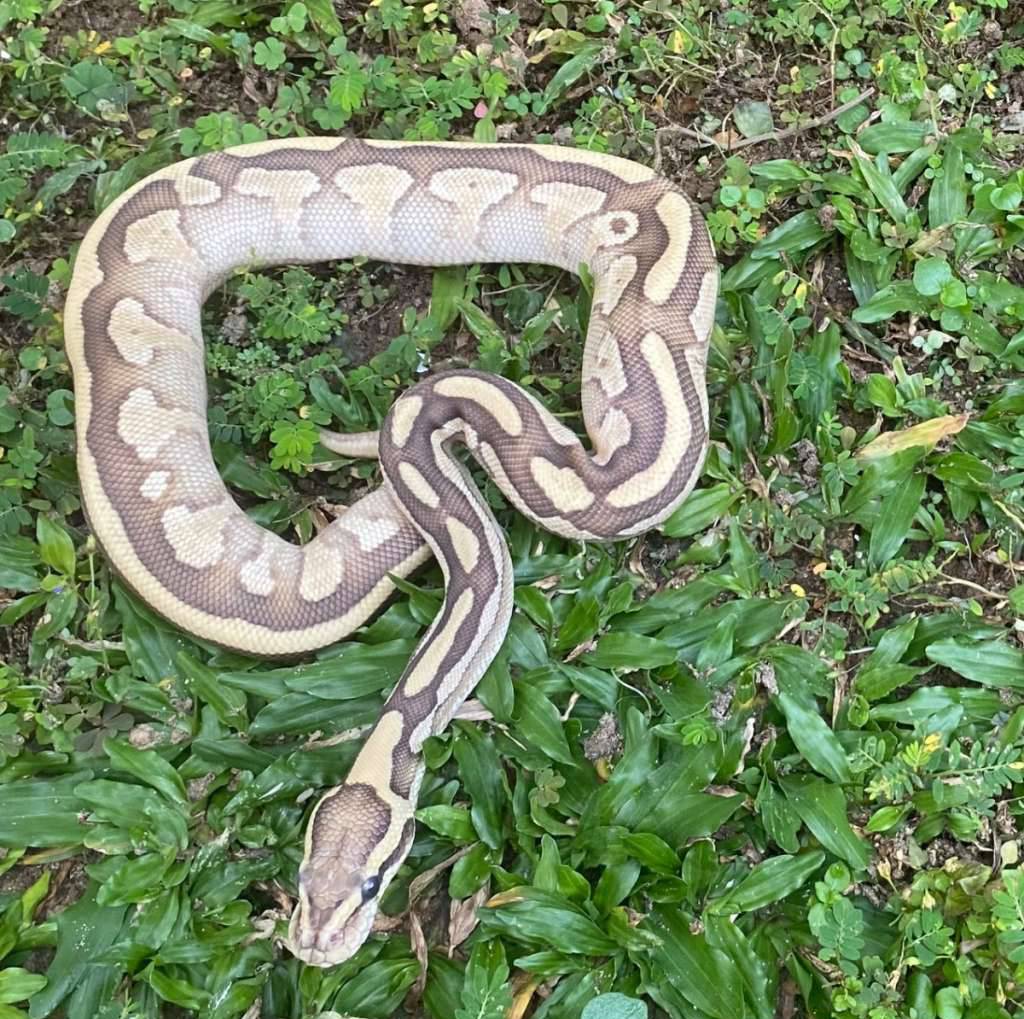 pinestripe-yellow-belly-GTAE61M7ZI