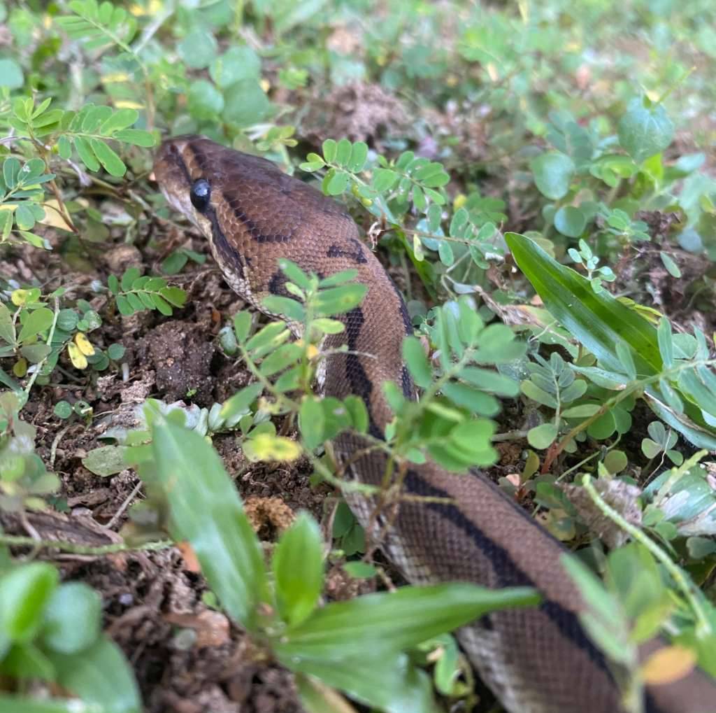 fire-leopard-ph-clown-50-C8HX8BILG9