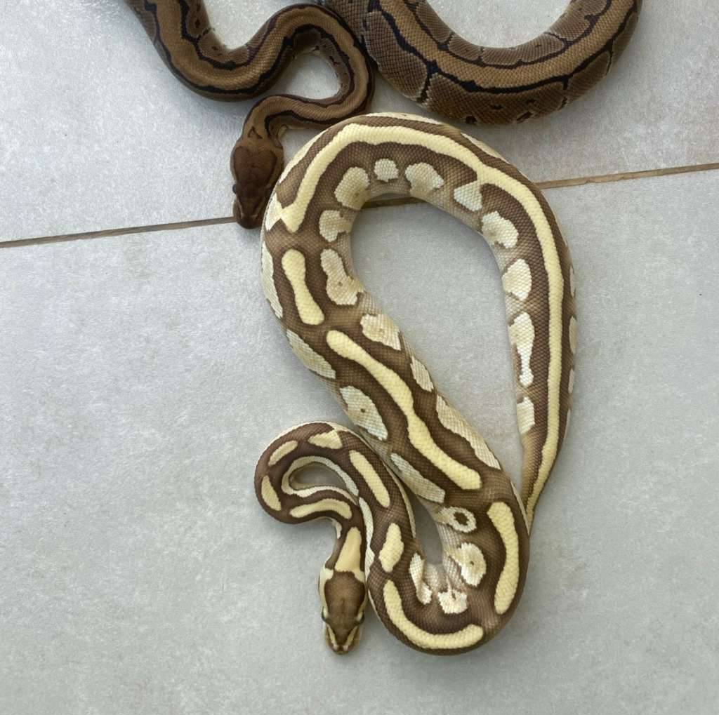 baca-deskripsi-268HN5IYG5