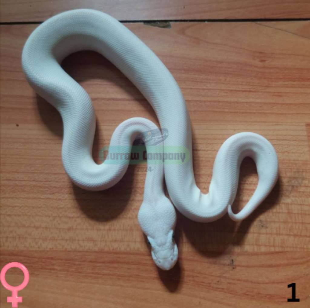 ball-phyton-leucistic-female-kode-1-2GCGMMN94M
