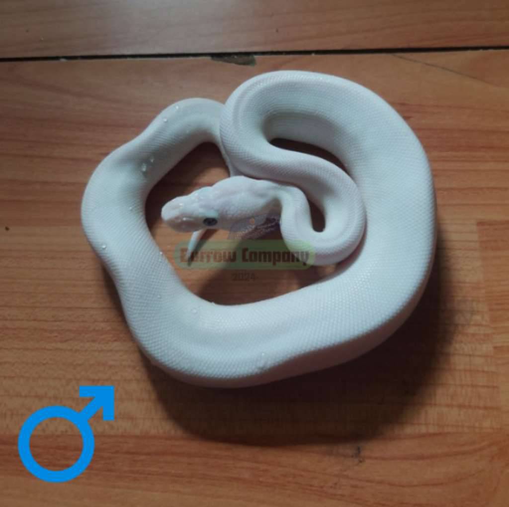 ball-phyton-leucistic-male-1FP4N5J7CR