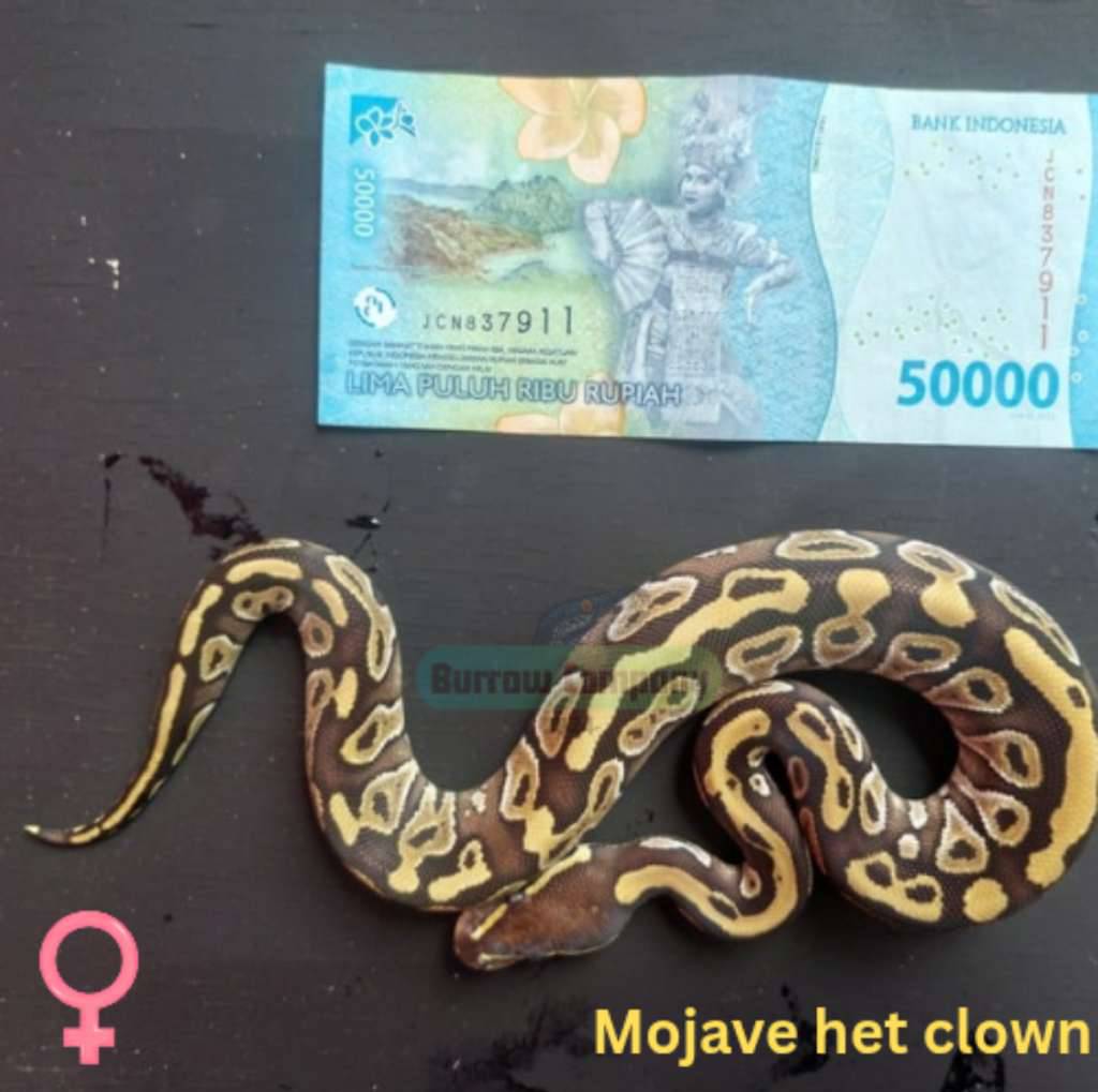 ball-phyton-mojave-ph-clown-66-female-F7A5BSXG9S