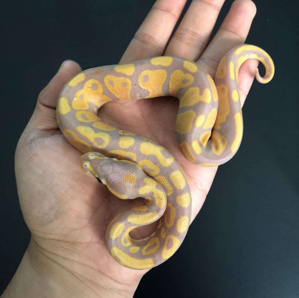 banana-het-pied-J39HJKUNLG