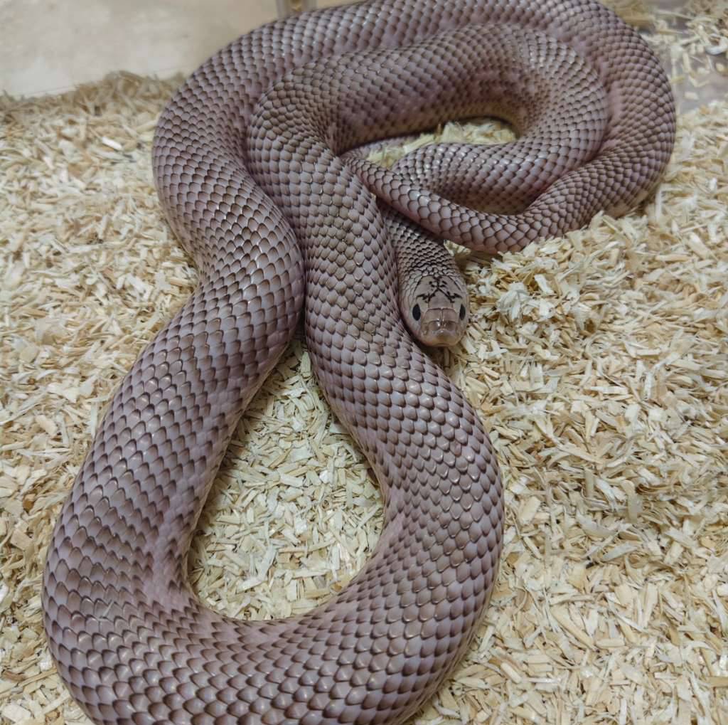 kingsnake-brooks-whiteside-REX152ZGEK