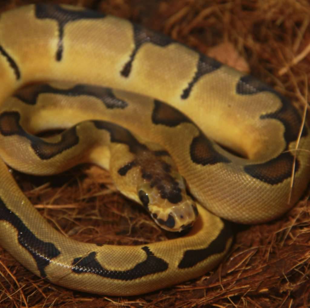 f-enchi-clown-E5MPC5M6JU