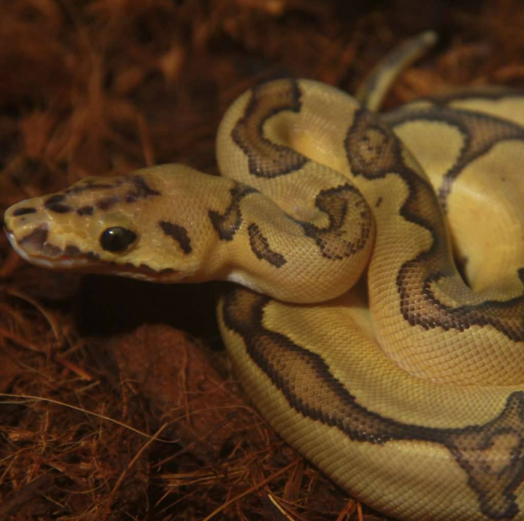 f-enchi-vanilla-poss-redstripe-clown-56CTODGXFC