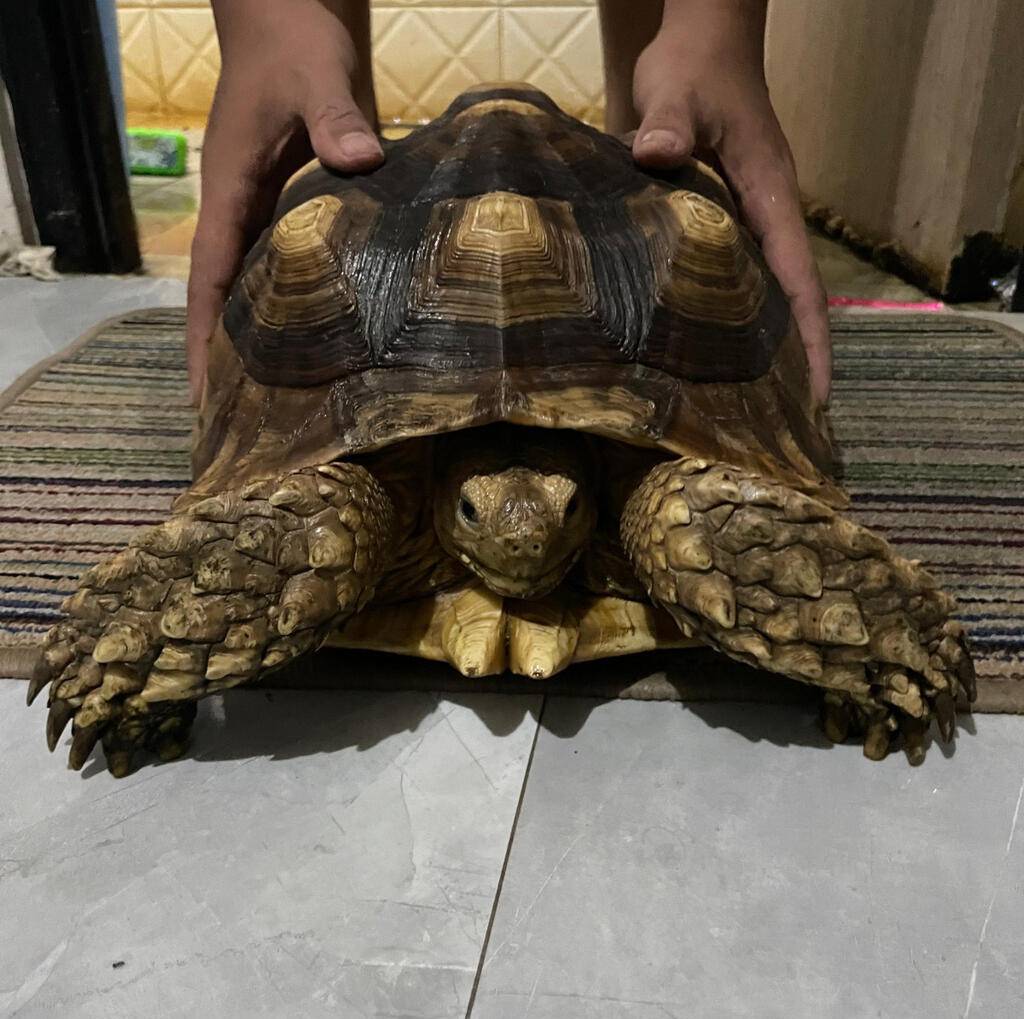 sulcata-size-37-sehat-makan-rakus-MZY316GG1Y