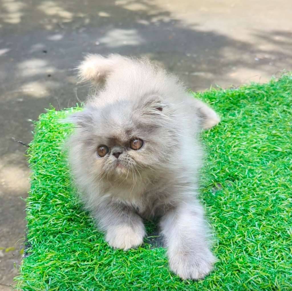 kitten-persia-longhair-B8W9TBJQLW