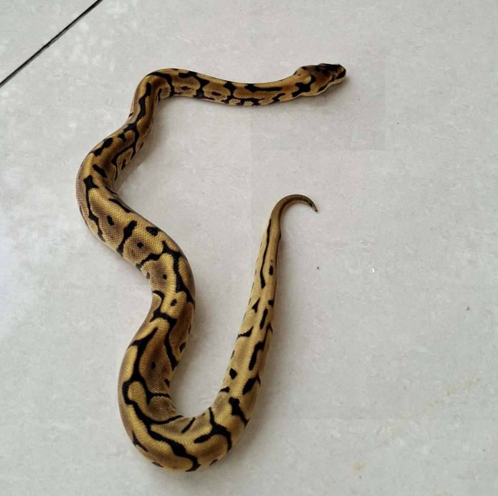 ball-python-spider-fire-leopard-yb-poss-enchi-B08A796LMI