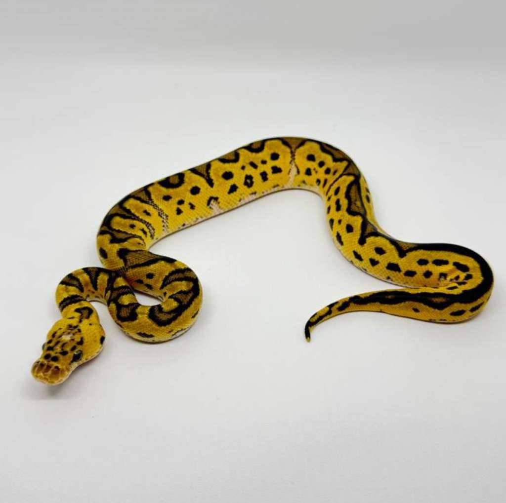 pastel-clown-J7XUA25937