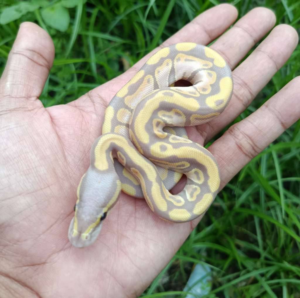 banana-pastel-E4MA74EXAL