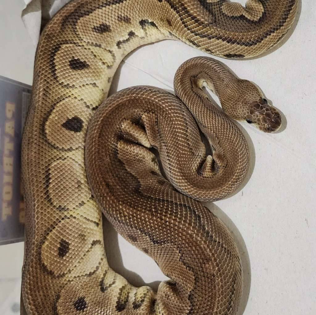 redstripe-cinnamon-clown-male-D5WRW5HSVI