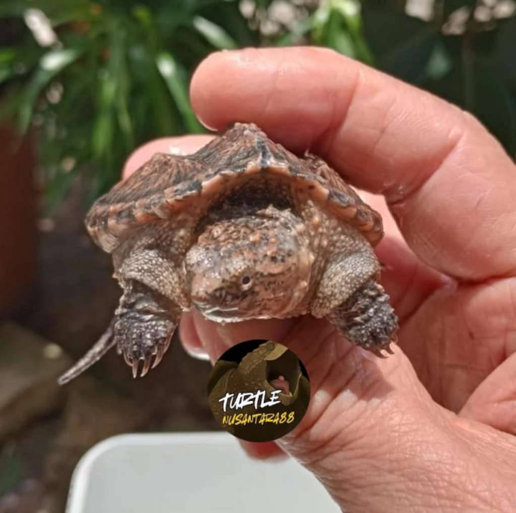 kura-cst--common-snaping-turtle-baby-up-0BI9QB3OIB