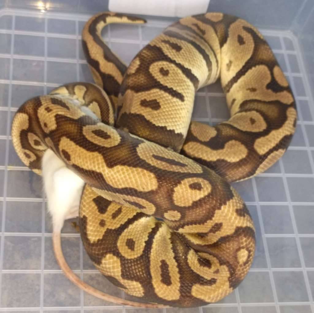 01-pastel-het-clown-proven-U2T7WOJT8B