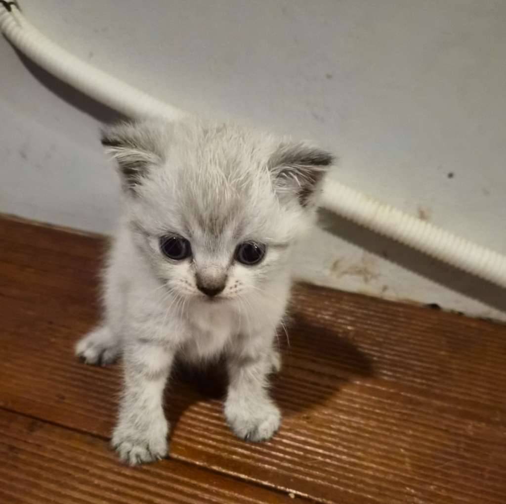 kucing-bsh-Q5IJGRQAK9