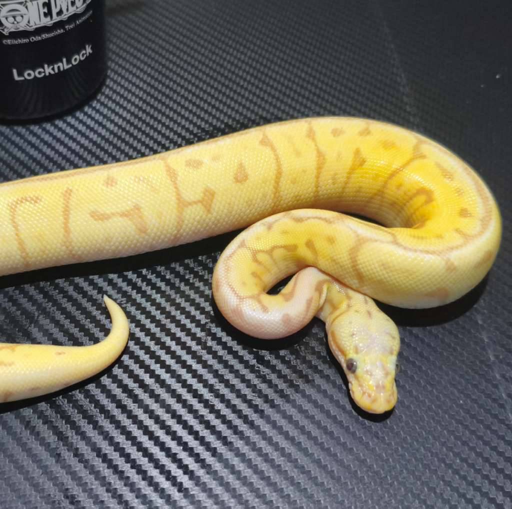 ball-python-banana-leo-bumblebee-MUZ6ENF3TZ