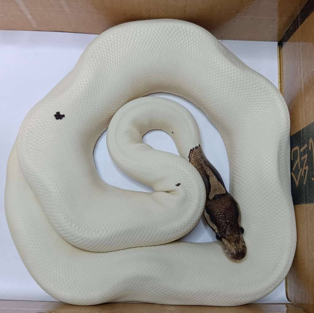 black-pastel-pied-TXOS27ANK7