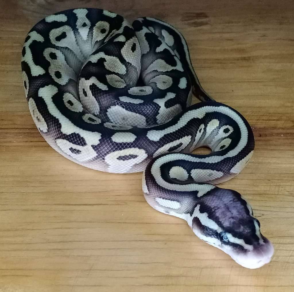 m-pastave-CPA6B9UI8M