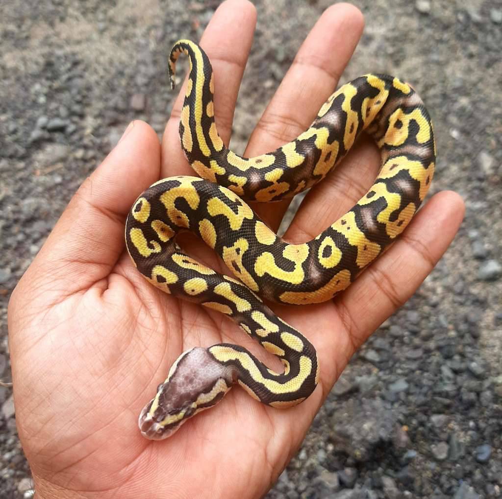 ball-python-super-pastel-enchi-yellow-belly-Z8594TU59T