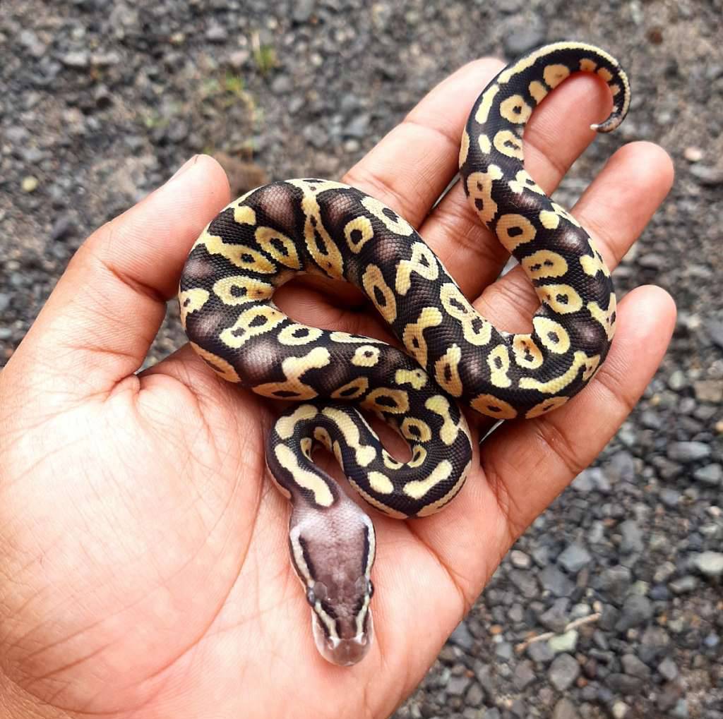 ball-python-pastel-NCXBDT1NGA