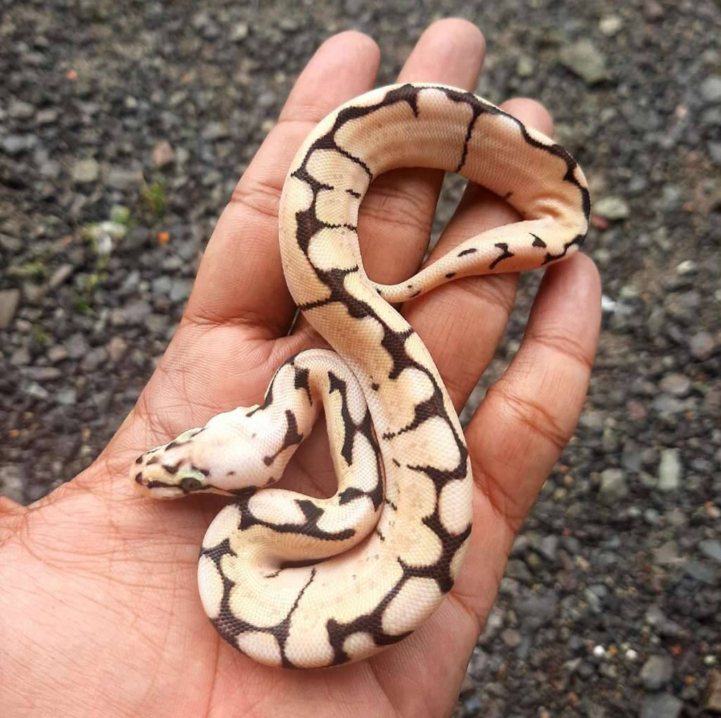 ball-python-bumble-bee-pastel-spider-1L5S1FI652