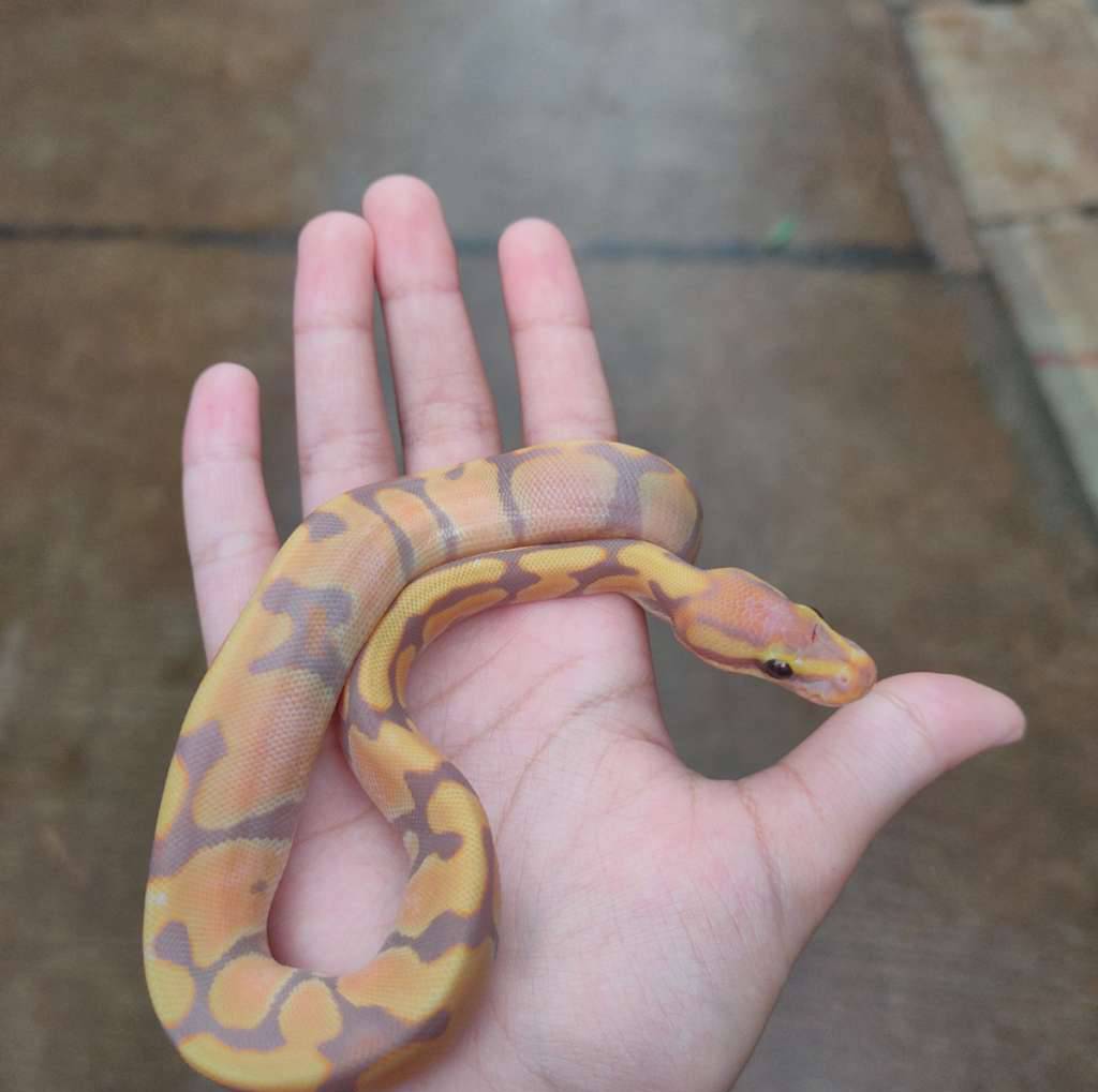 banana-enchi-F21BAE81QN