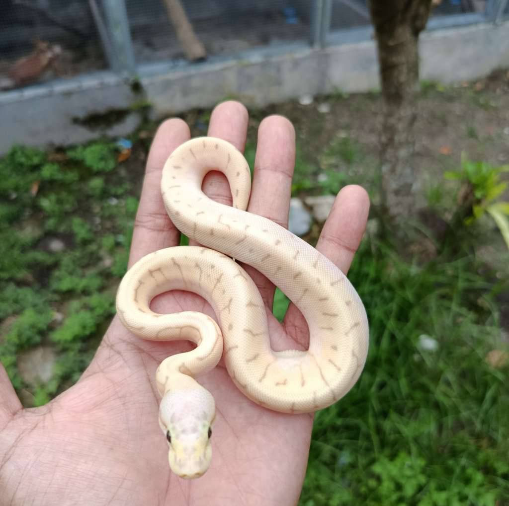 rainbow-banana-VMRT49990U