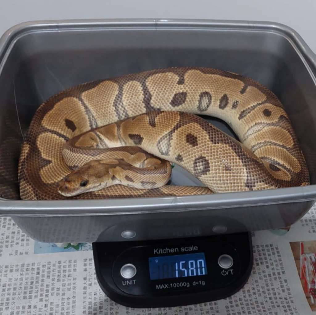 proven-f-clown-A12DLYRFMS