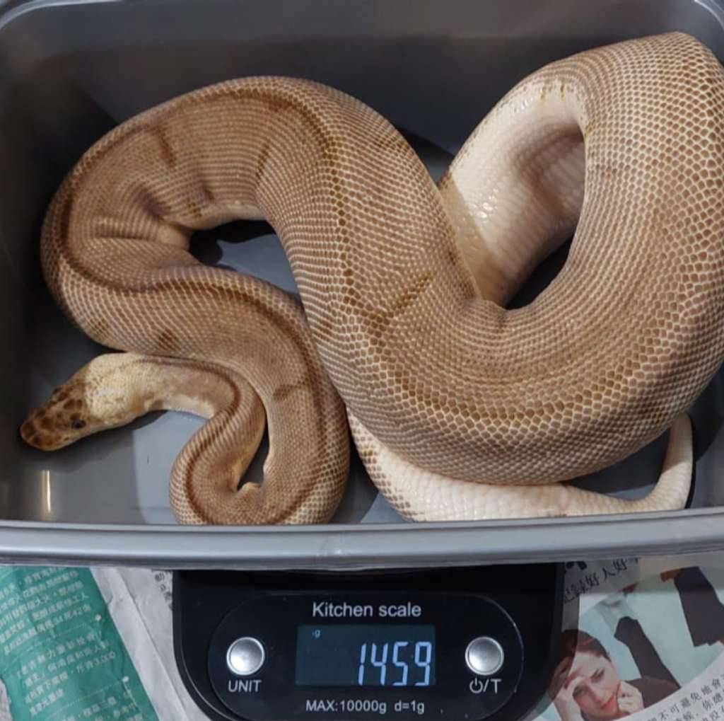 proven-f-leopard-bumblebee-clown-7SUWSWSV64